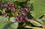 Maroon Carolina milkvine